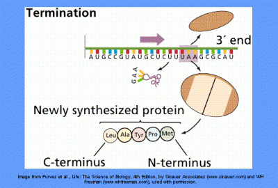 tahap 4 Sintesis Protein