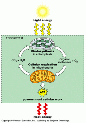 Peran Fotosintesis dan Respirasi Seluler dalam Energi