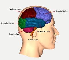 4 Bagian Otak Manusia Beserta Fungsinya