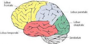 4 Jenis Lobus Otak dan Fungsinya