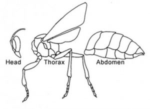 Ciri-ciri Insecta (Serangga) 