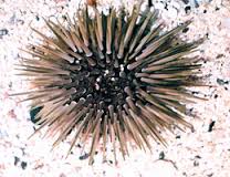 Ciri-ciri Umum Filum Echinodermata