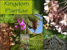Ciri-ciri dan Klasifikasi Kingdom Plantae
