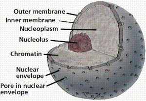 Fungsi Nukleoplasma dalam Sel