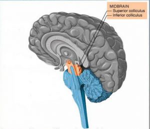 Fungsi Otak Tengah Manusia