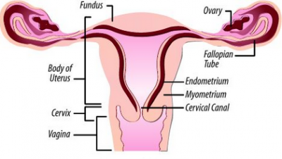 Fungsi uterus