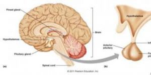 Kelenjar Pituitari