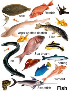 Klasifikasi ikan