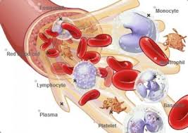 Komponen Plasma Darah