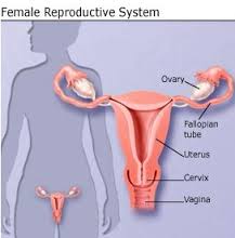 Organ Reproduksi Wanita Bagian Dalam