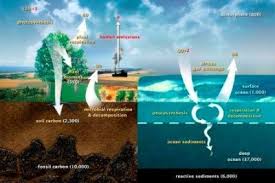 Penjelasan Mengenai Siklus Karbon