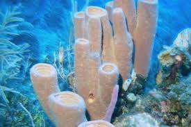 Peranan Porifera dan Contohnya