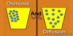 Perbedaan Difusi dan Osmosis