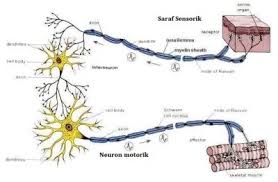 Perbedaan Neuron Sensorik dan Neuron Motorik