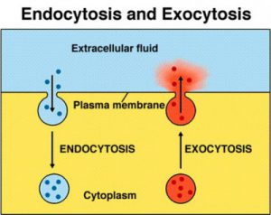 Perbedaan antara Endositosis dan Eksositosis