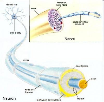 Perbedaan antara Saraf dan Neuron