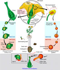 Siklus Hidup Angiospermae
