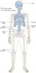 Struktur dan Fungsi Tulang