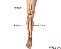 Tulang Lutut