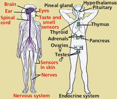 Perbedaan Sistem Saraf dan Sistem Endokrin