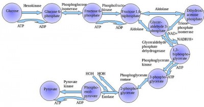 proses Glycolysis