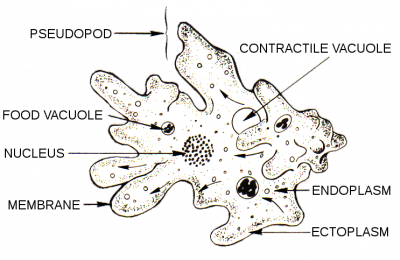 struktur tubuh amoeba