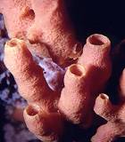 Peran Porifera 