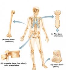 7 Fungsi dan Klasifikasi Tulang