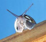 Ciri-ciri Gastropoda