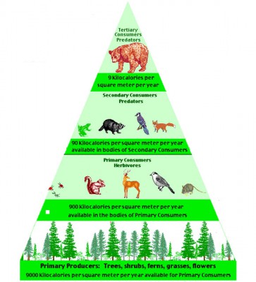 Pengertian Piramida Biomassa