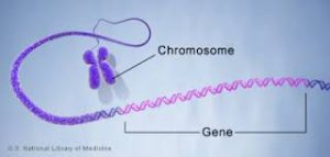 Perbedaan Gen dan Kromosom