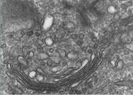 Struktur dan Fungsi Aparatus Golgi (badan golgi)