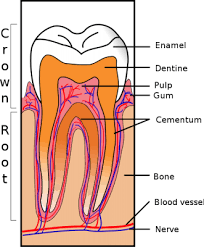 Struktur dan Fungsi Dentin pada Gigi