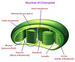 Struktur dan Fungsi Kloroplas