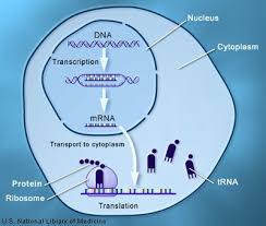 gen memproduksi protein