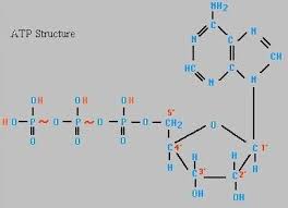 struktur ATP
