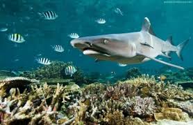 Fakta Tentang Ekosistem Laut