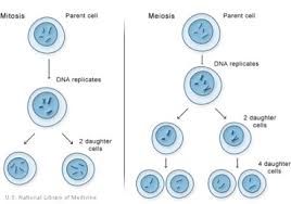 Mitosis dan meiosis