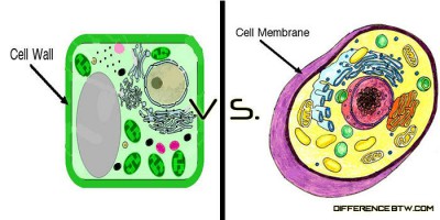 perbedaan membran sel dan dinding sel