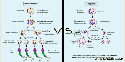perbedaan spermatogenesis dan oogenesis