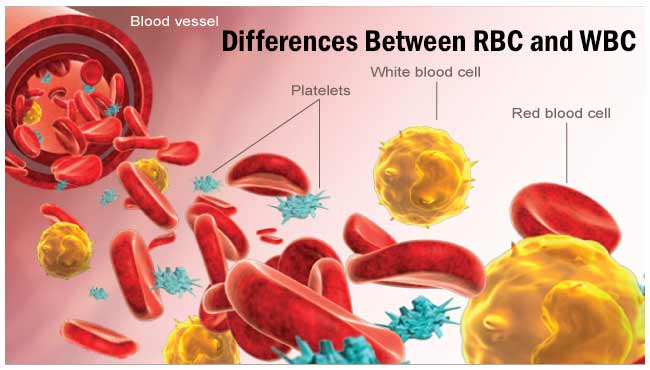 17 Perbedaan Sel Darah Merah dan Sel Darah Putih