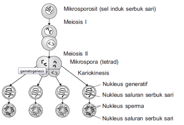 4 Tahap Mikrosporogenesis