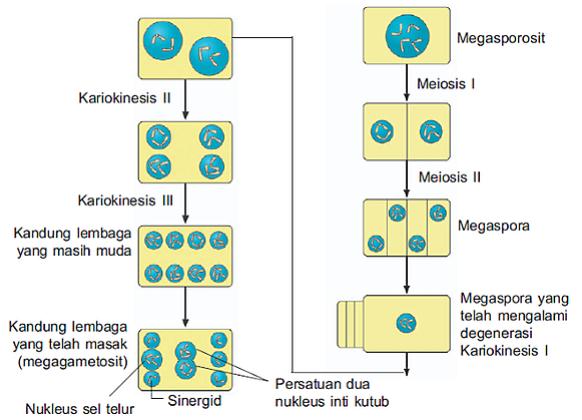 5 Tahap Proses Megasporogenesis