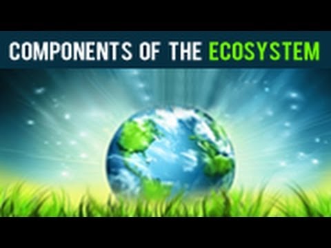 9 Komponen Utama Ekosistem