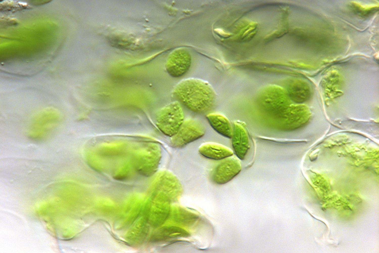 Fungsi Kloroplas dalam Fotosintesis