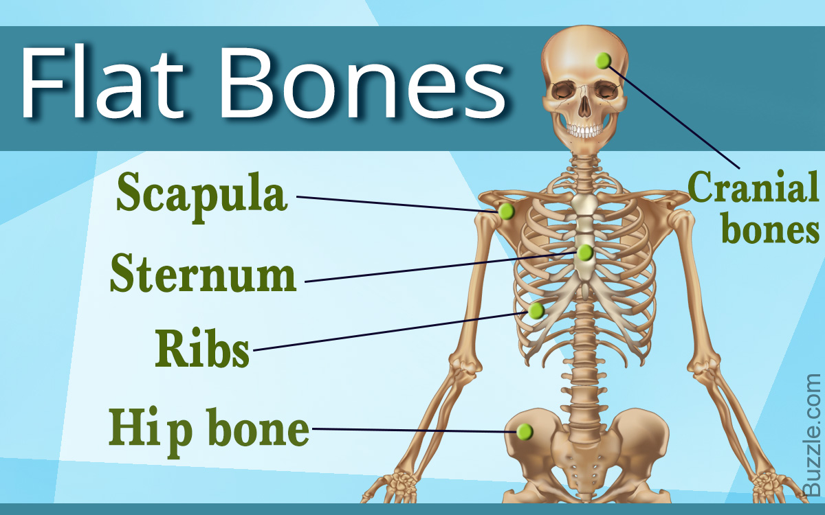 Jenis dan Fungsi Tulang Pipih pada Manusia