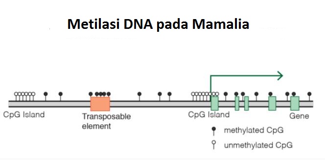 Metilasi DNA pada Mamalia