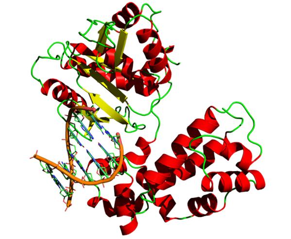 Peran DNA Polymerase dalam Replikasi