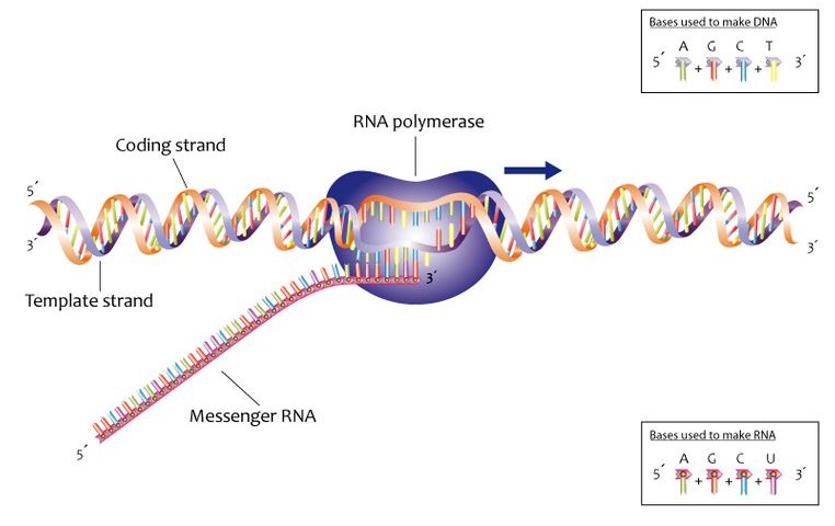 Proses Transkripsi DNA menjadi mRNA 2