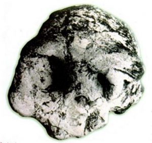 Tengkorak pithecanthropus erectus